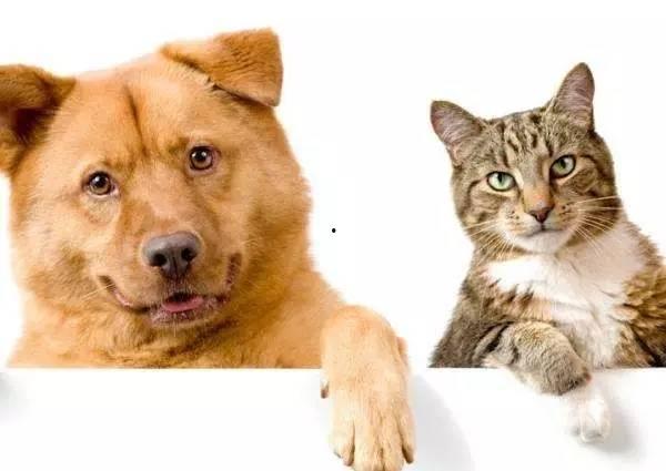 娱乐吃瓜君猫猫狗狗,猫猫狗狗的趣味生活大揭秘